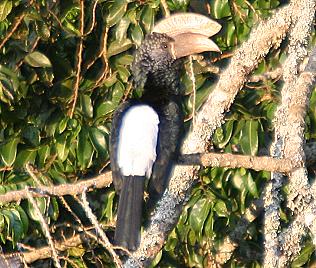 Silberwangen Nashornvogel, bycanistes brevis, Mount Kenya